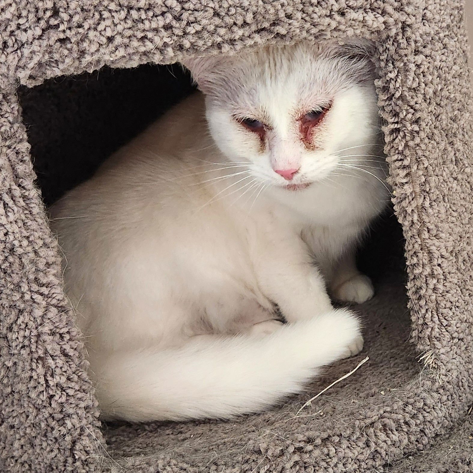 SNOW WHITE - Domestic Short Hair available for adoption