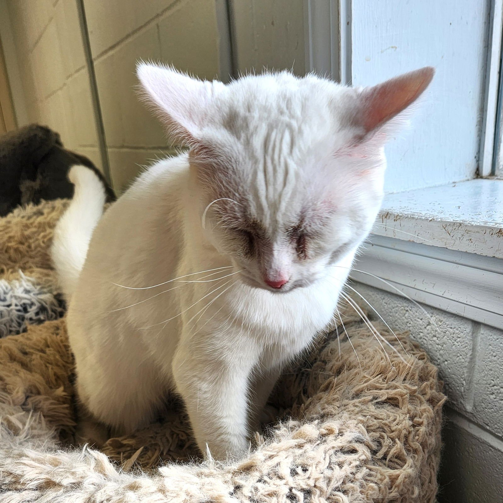 SNOW WHITE - Domestic Short Hair available for adoption