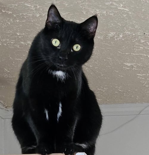 WHISPER - Domestic Short Hair available for adoption