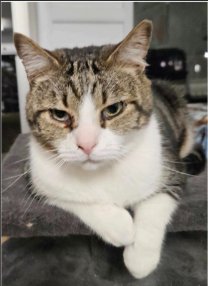 BAYLOR - Domestic Short Hair / Tabby for adoption in Indianapolis