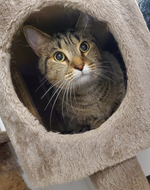 BLU - Domestic Short Hair available for adoption