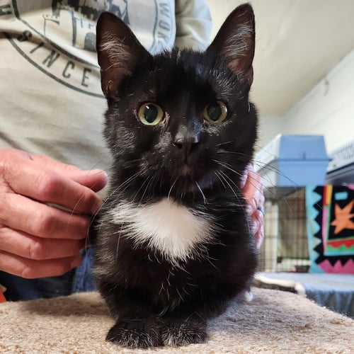 BUNNY - Domestic Short Hair for adoption in Carmel