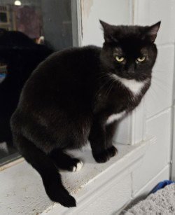 BUNNY - Domestic Short Hair available for adoption