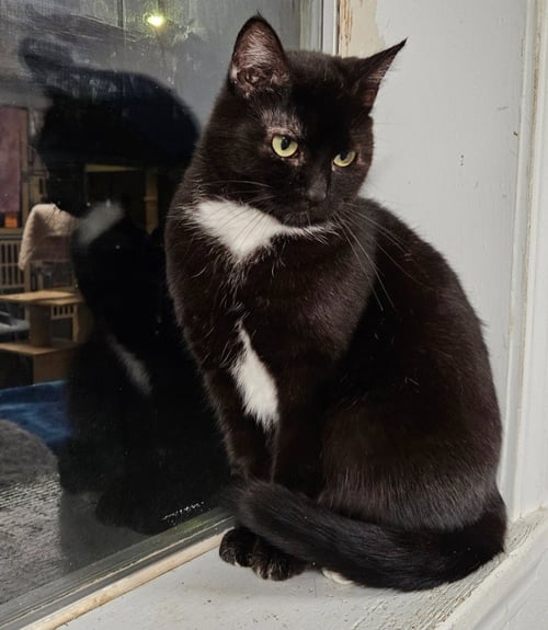 BUNNY - Domestic Short Hair for adoption in Indianapolis