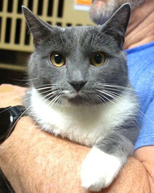 CHARLIE - Tuxedo / Domestic Short Hair available for adoption