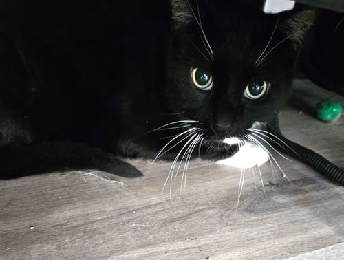 SNEAKERS - Domestic Short Hair for adoption in Indianapolis