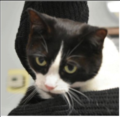 Bugsy Image