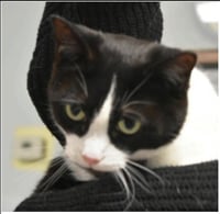 Bugsy - Photo 1