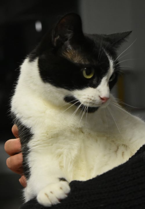BUGSY - Domestic Short Hair available for adoption
