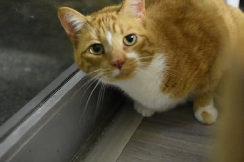 SIMBA - Domestic Short Hair for adoption in Carmel