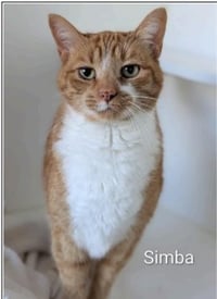 Simba - Photo 2