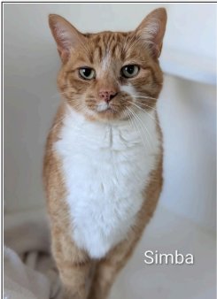 SIMBA - Domestic Short Hair available for adoption