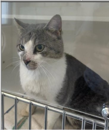 TAHOE - Domestic Short Hair for adoption in Indianapolis