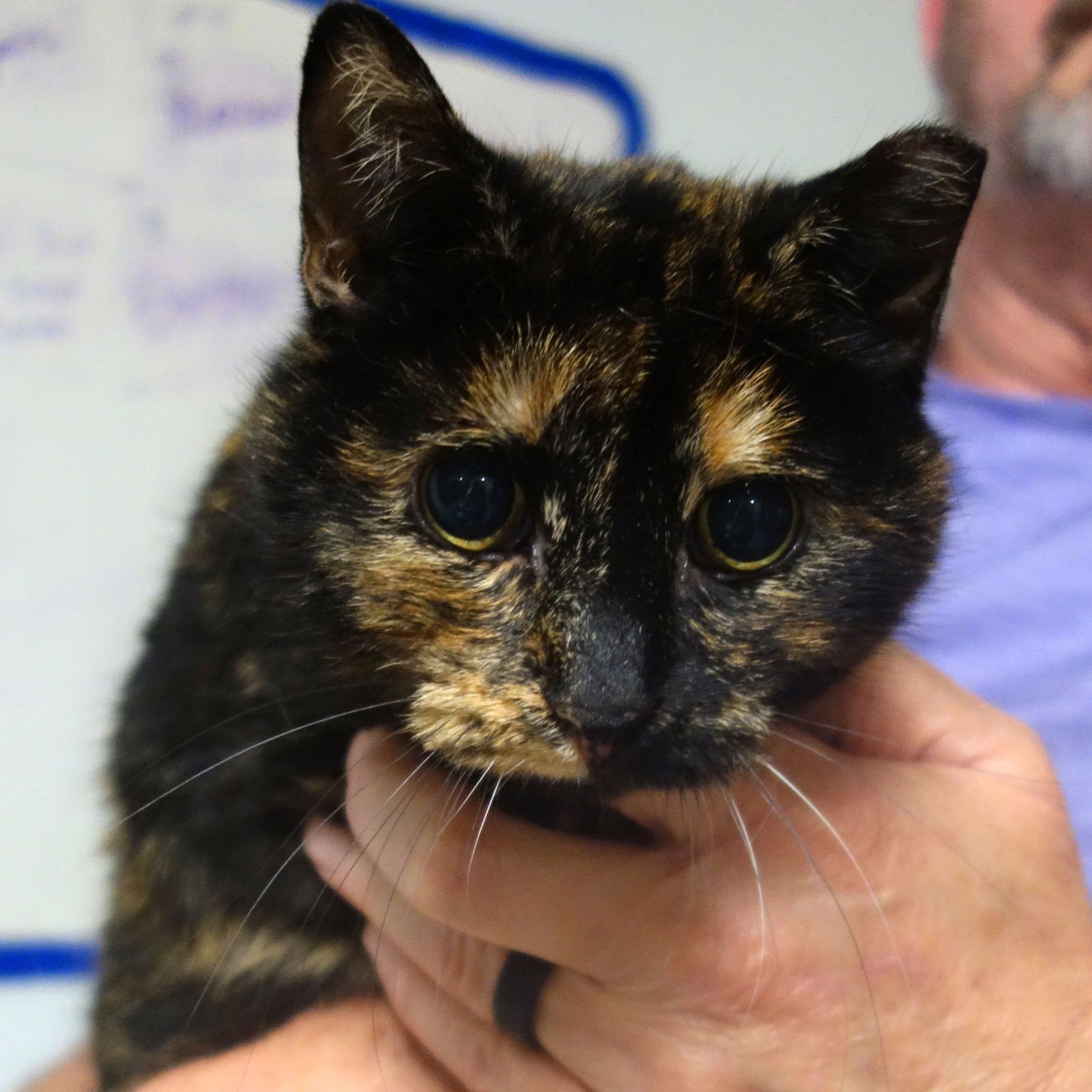 ABBY DIAMOND - Domestic Short Hair available for adoption