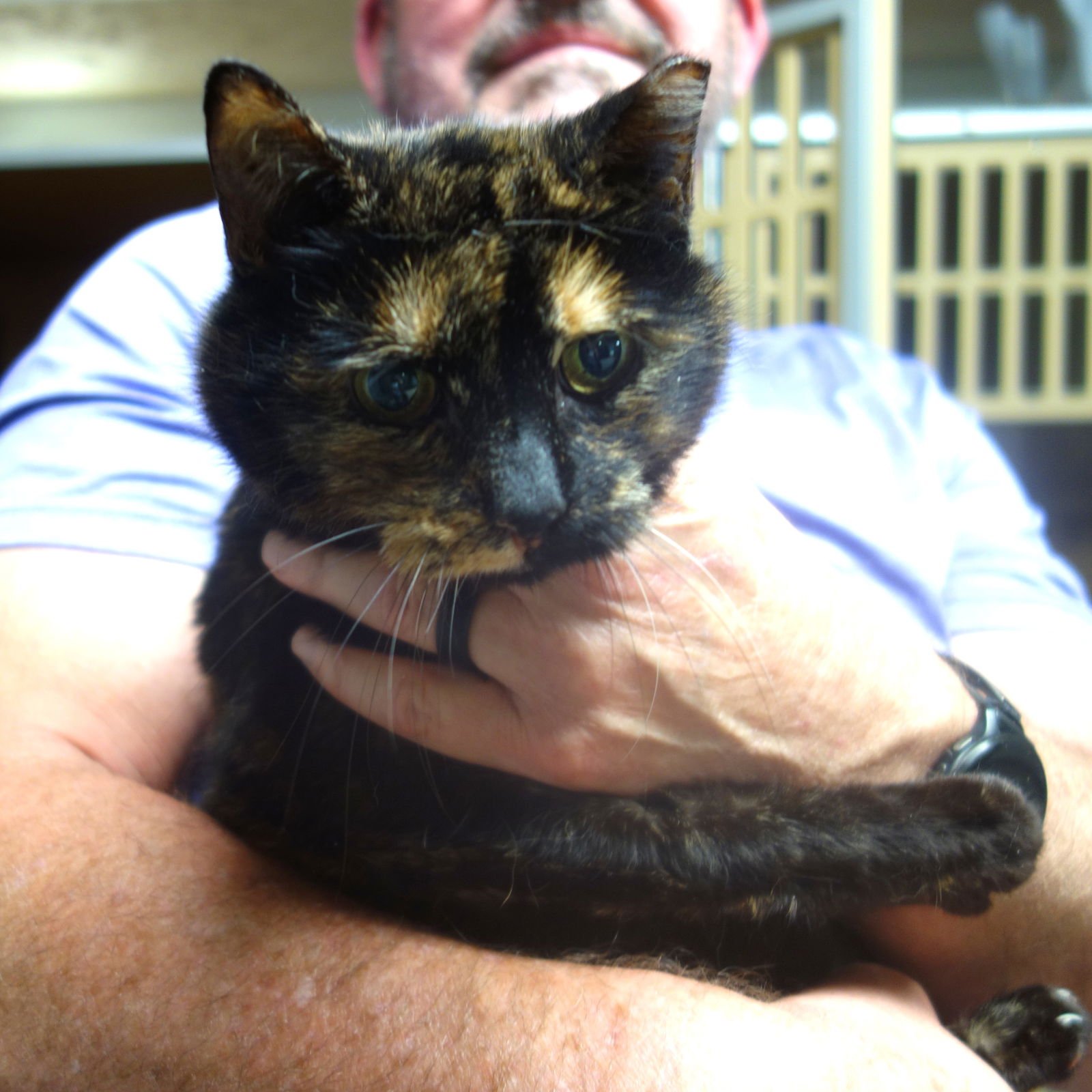 ABBY DIAMOND - Domestic Short Hair available for adoption