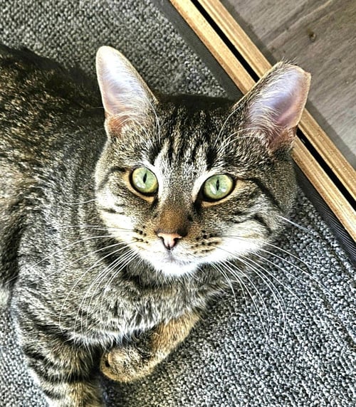 FLYNN - Tabby / Domestic Short Hair for adoption in Indianapolis