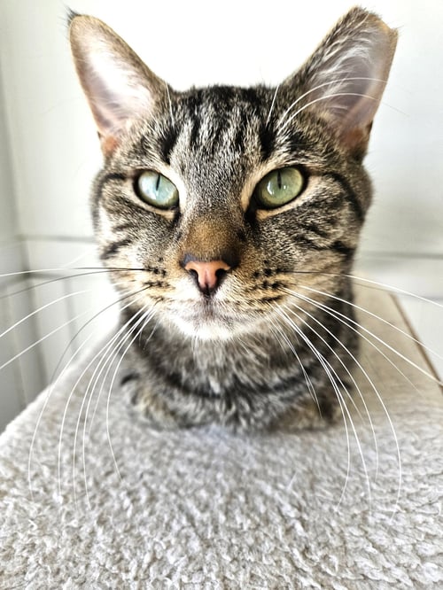 FLYNN - Tabby / Domestic Short Hair available for adoption