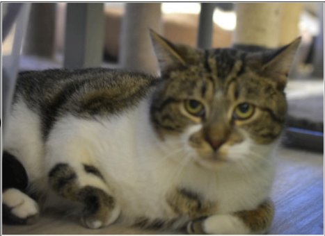GABE - Domestic Short Hair / Tabby for adoption in Indianapolis