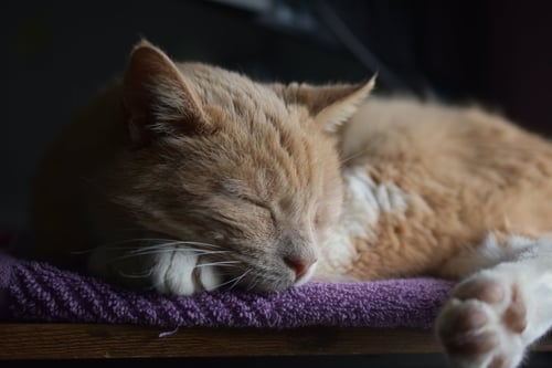 IROH - Domestic Short Hair for adoption in Indianapolis