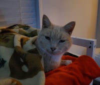 Iroh - Photo 9