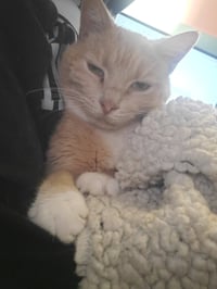 Iroh - Photo 8