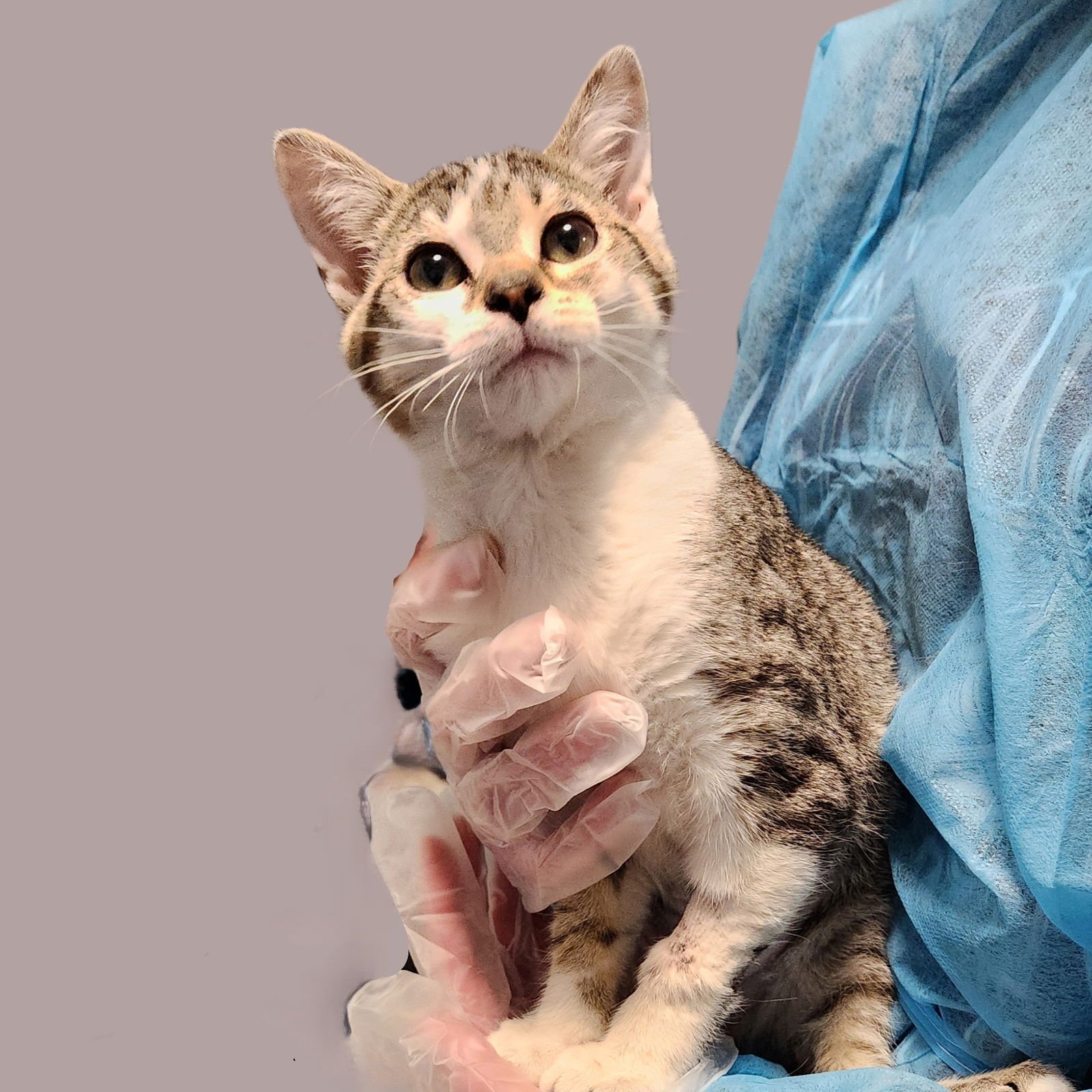 JERI - Domestic Short Hair / Tabby for adoption in Carmel