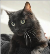 Binx - Photo 1