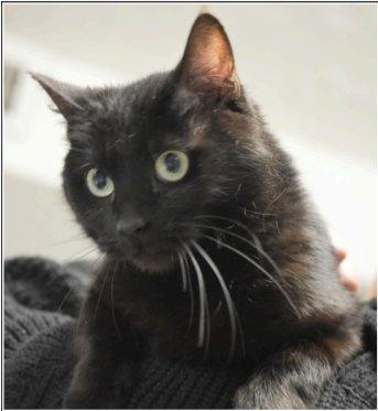 BINX - Domestic Short Hair for adoption in Carmel