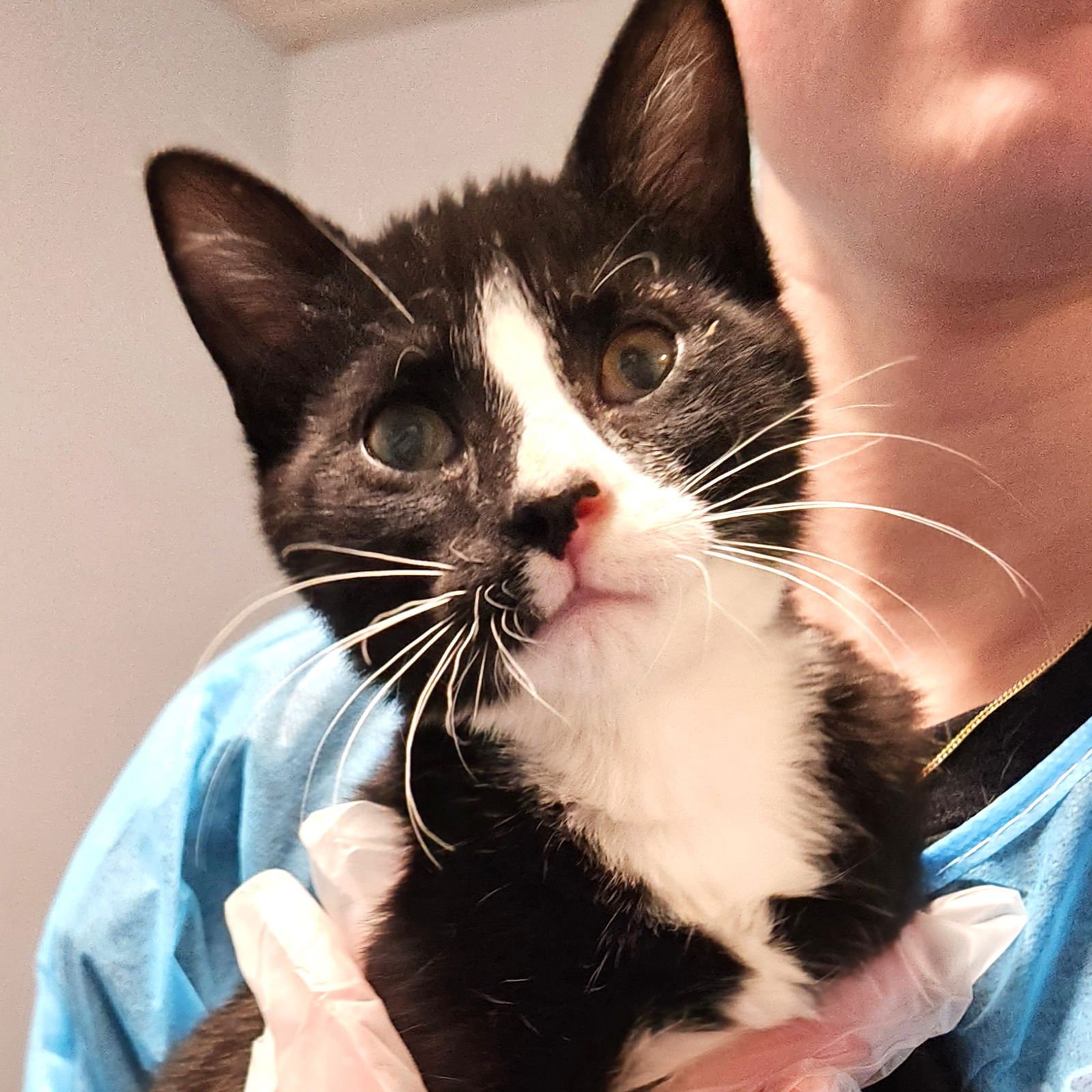 MICHAEL - Tuxedo / Domestic Short Hair for adoption in Carmel
