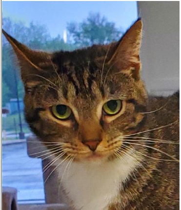 JOY - Domestic Short Hair available for adoption