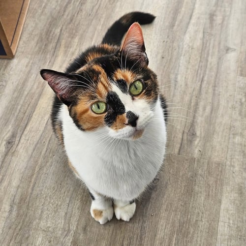 SYLVIE - Domestic Short Hair for adoption in Indianapolis