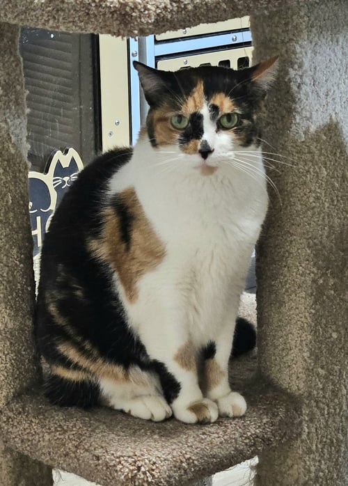 SYLVIE - Domestic Short Hair available for adoption