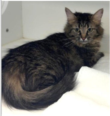 LOLLY - Domestic Medium Hair available for adoption