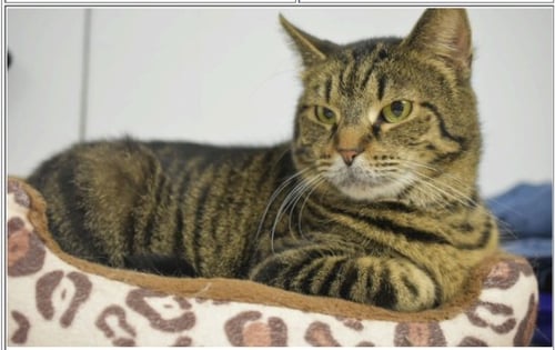 EMBER - Domestic Short Hair / Tabby for adoption in Indianapolis