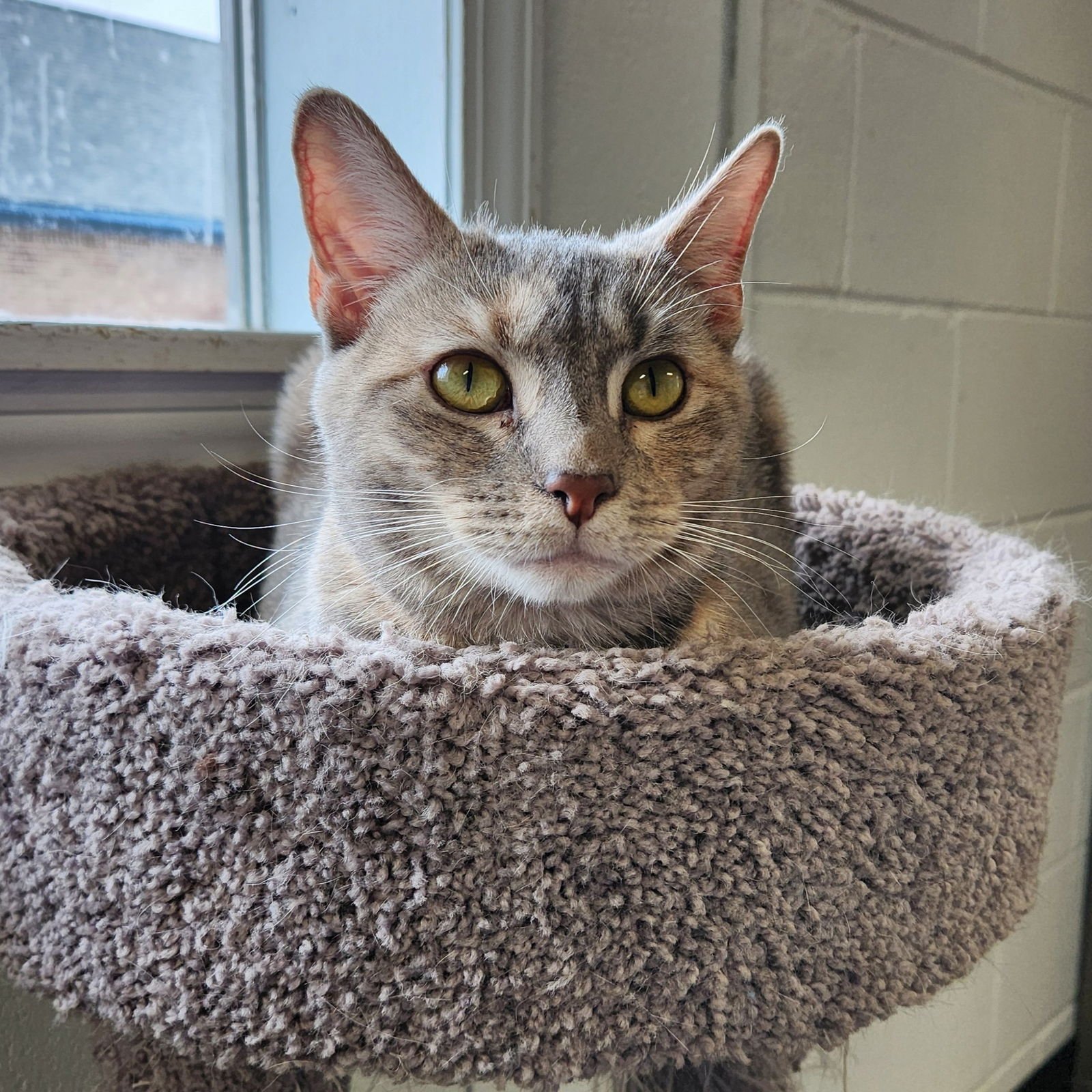 CINDERELLA - Dilute Calico / Domestic Short Hair available for adoption