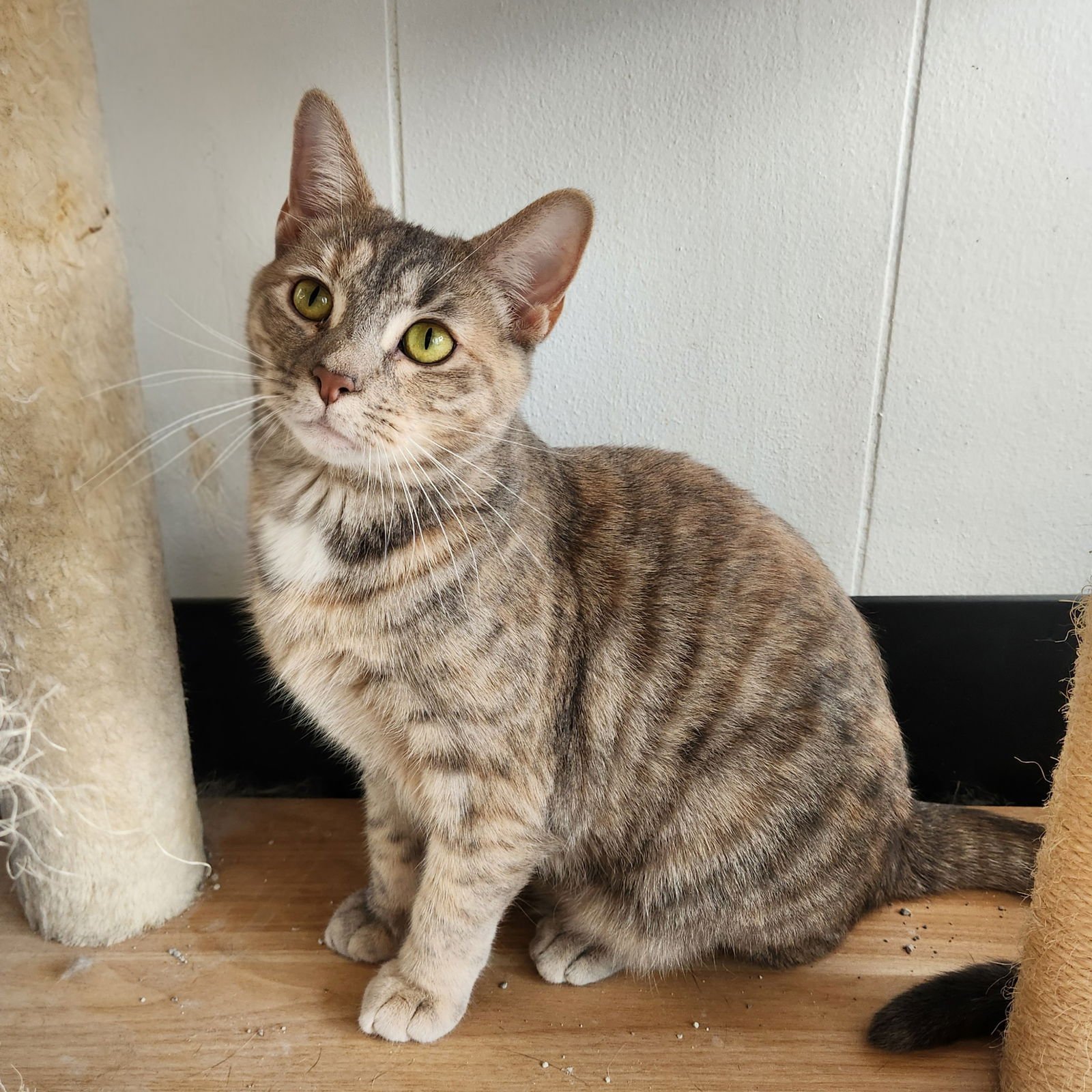 CINDERELLA - Dilute Calico / Domestic Short Hair available for adoption