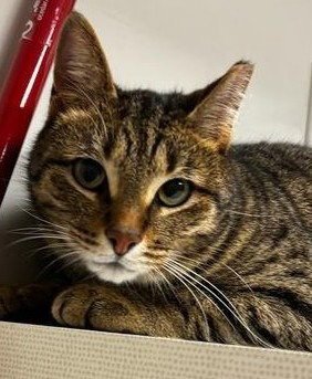 JACKIE O - Domestic Short Hair / Tabby available for adoption