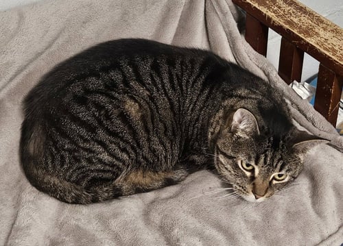 JACKIE O - Domestic Short Hair / Tabby available for adoption
