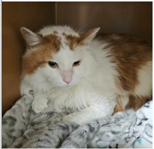 OTIS - Domestic Long Hair for adoption in Indianapolis