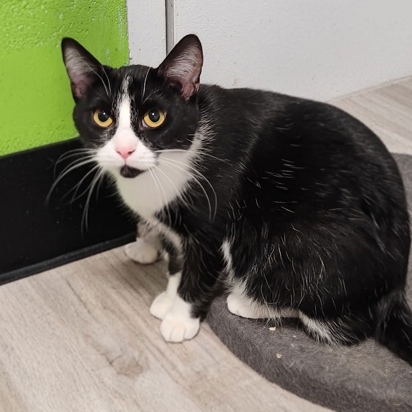 CHIP - Domestic Short Hair available for adoption