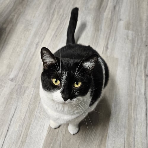 TULIP - Domestic Short Hair for adoption in Indianapolis