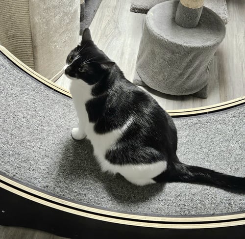 TULIP - Domestic Short Hair available for adoption