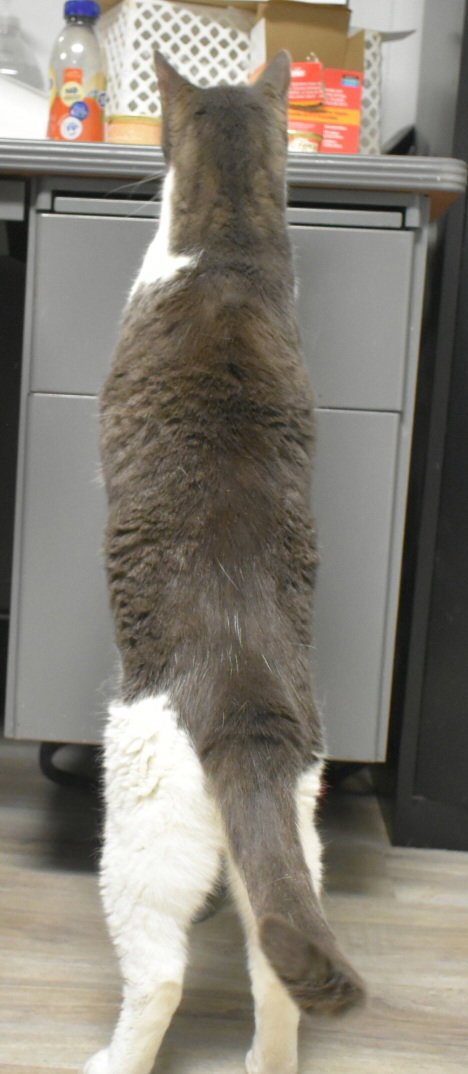 SPIELBERG - Domestic Short Hair available for adoption