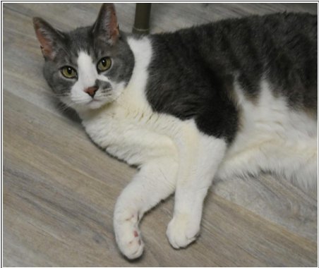 SPIELBERG - Domestic Short Hair for adoption in Indianapolis