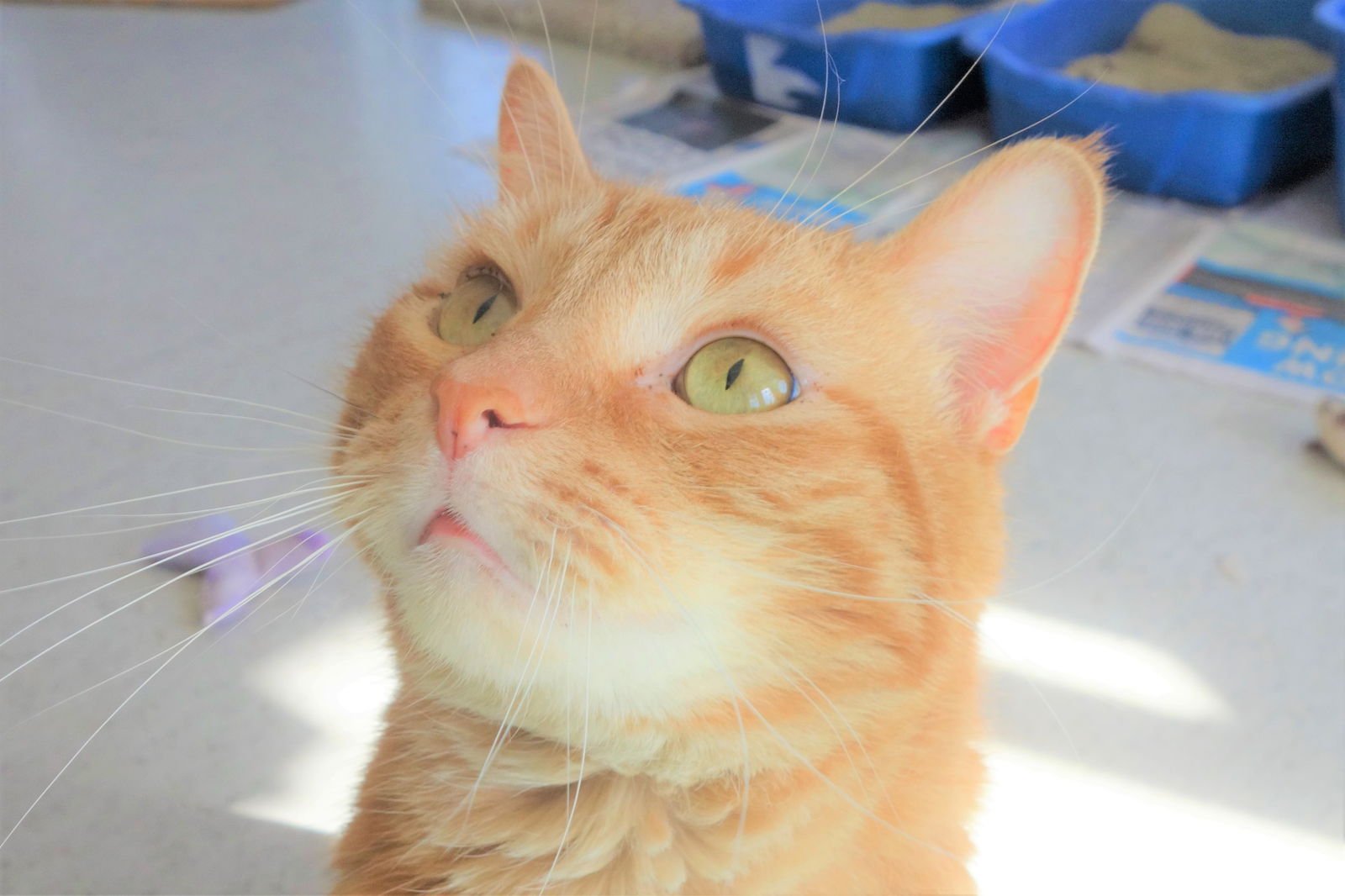 JEBBY - Domestic Short Hair available for adoption