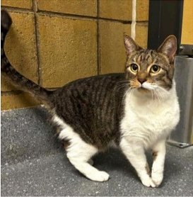 MOMO - Domestic Short Hair for adoption in Indianapolis