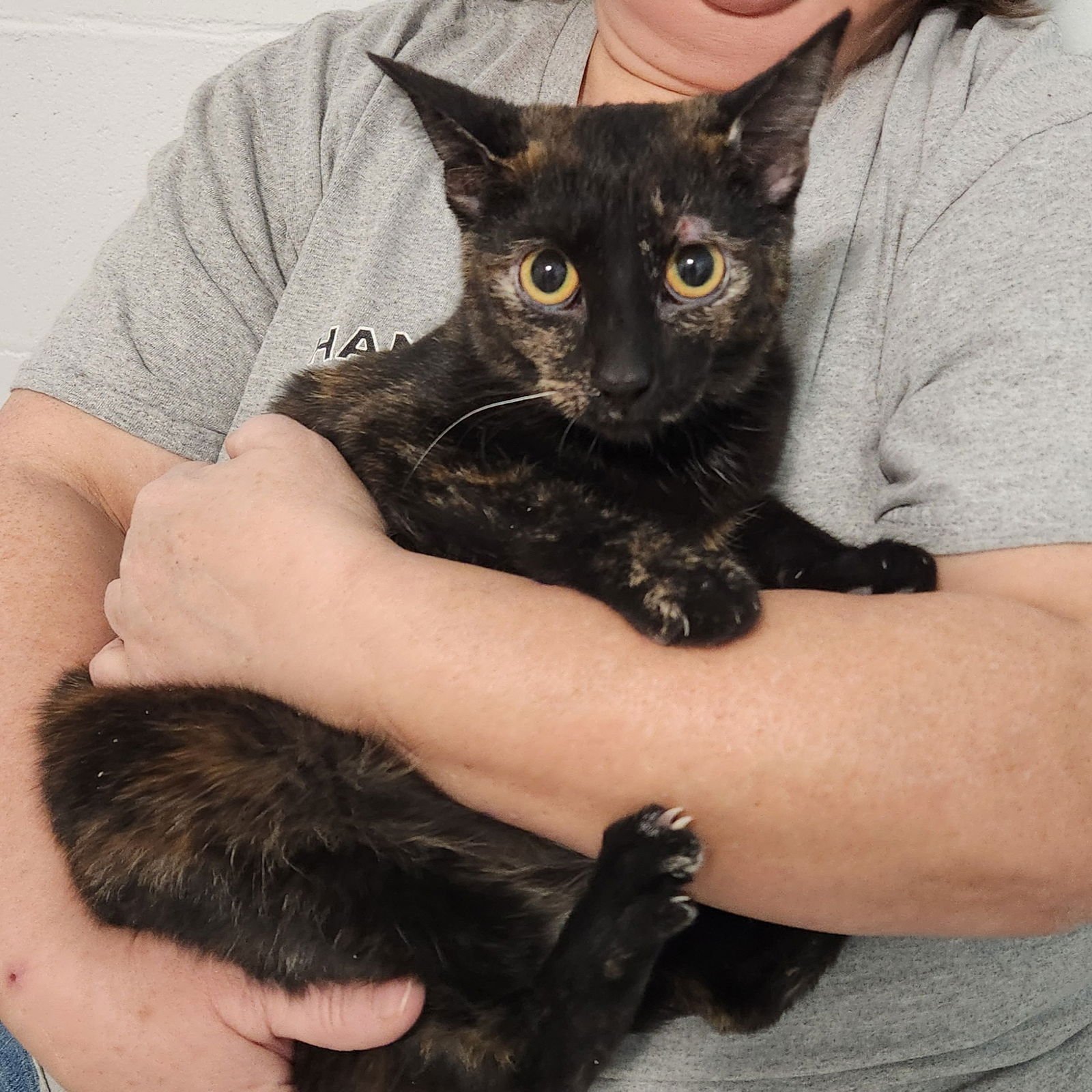ESPRESSO BEAN - Tortoiseshell / Domestic Short Hair available for adoption