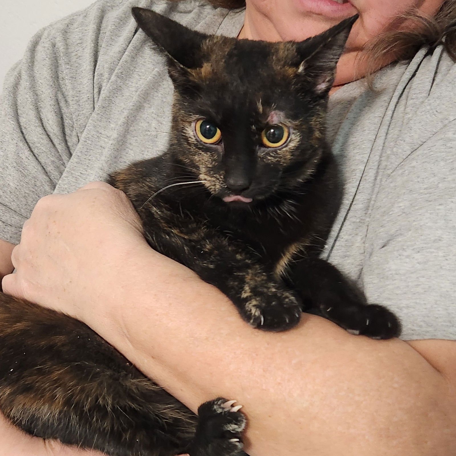 ESPRESSO BEAN - Tortoiseshell / Domestic Short Hair available for adoption