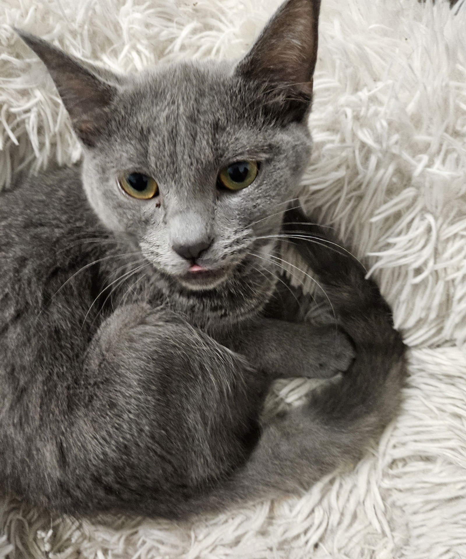 FRANCIS - Domestic Short Hair available for adoption