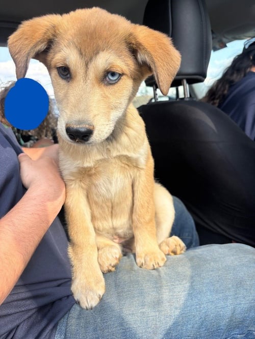 CERA - Great Pyrenees / Terrier available for adoption